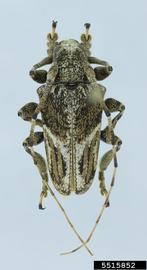  Tulcus pigrus ; © E.H. Nearns